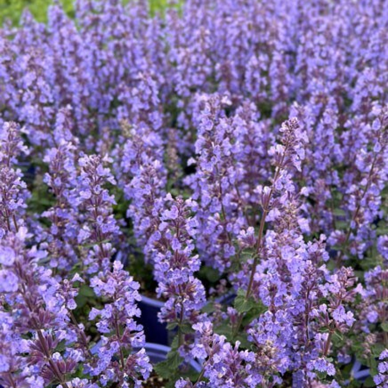 Котовник Фассена Cat's Pajamas