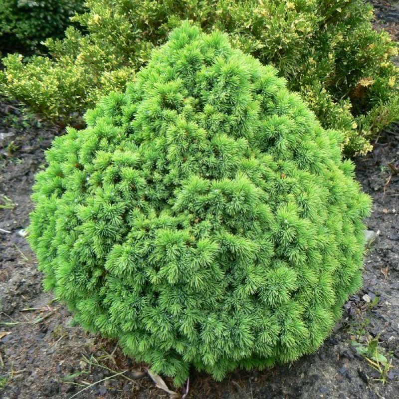 Ель канадская Аlberta Globe