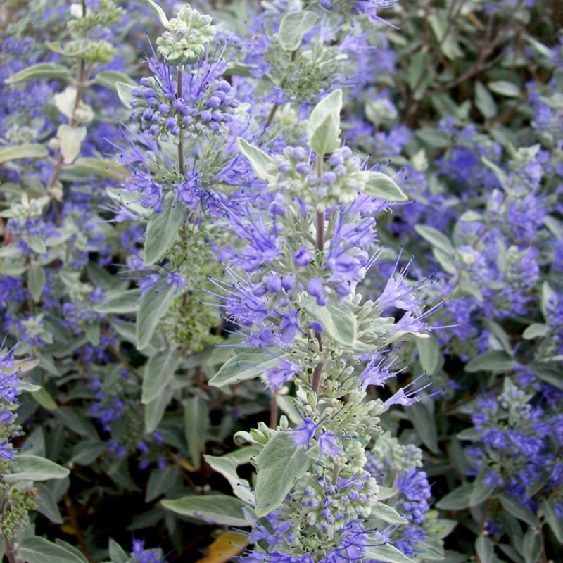 Кариоптерис `Sterling Silver`