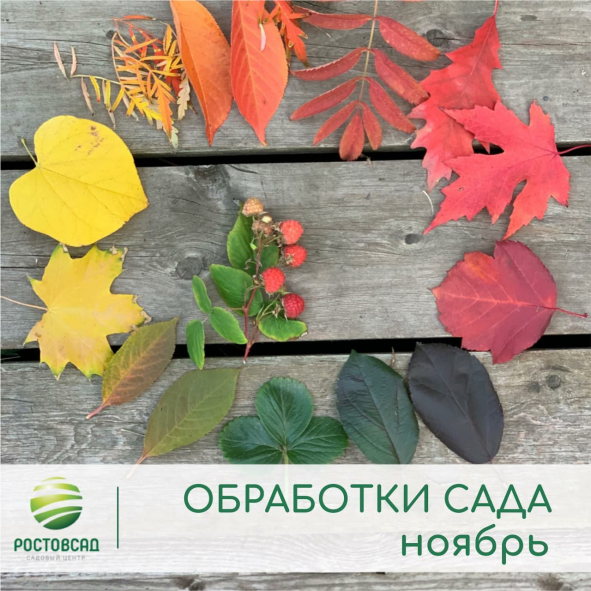 Предзимние обработки сада