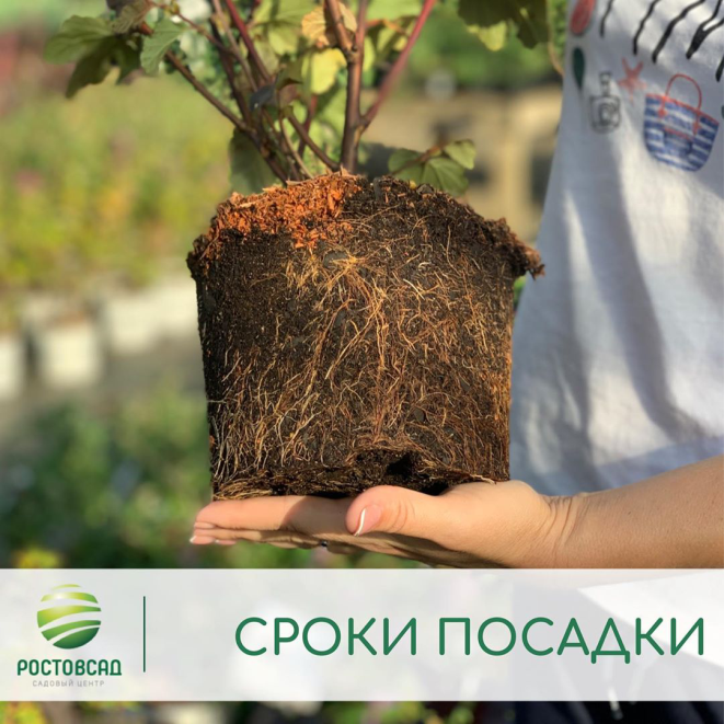 Посадки