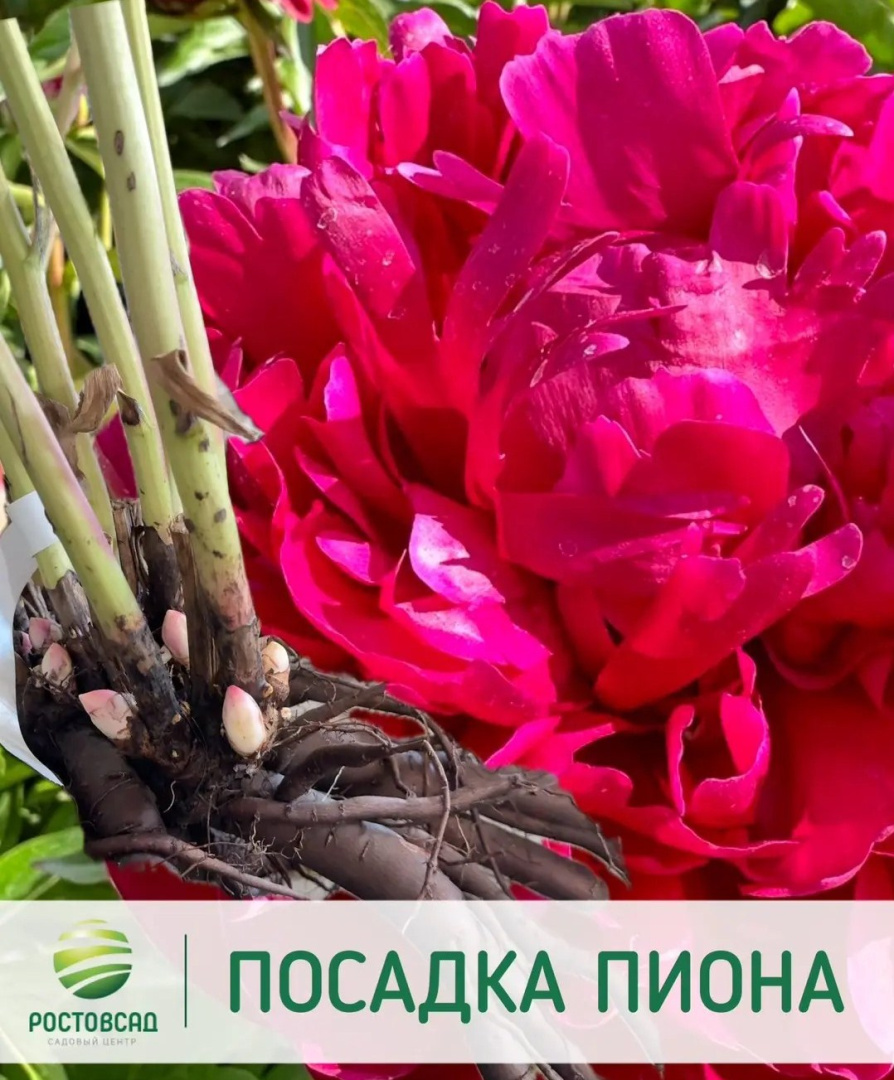 Посадка пионов